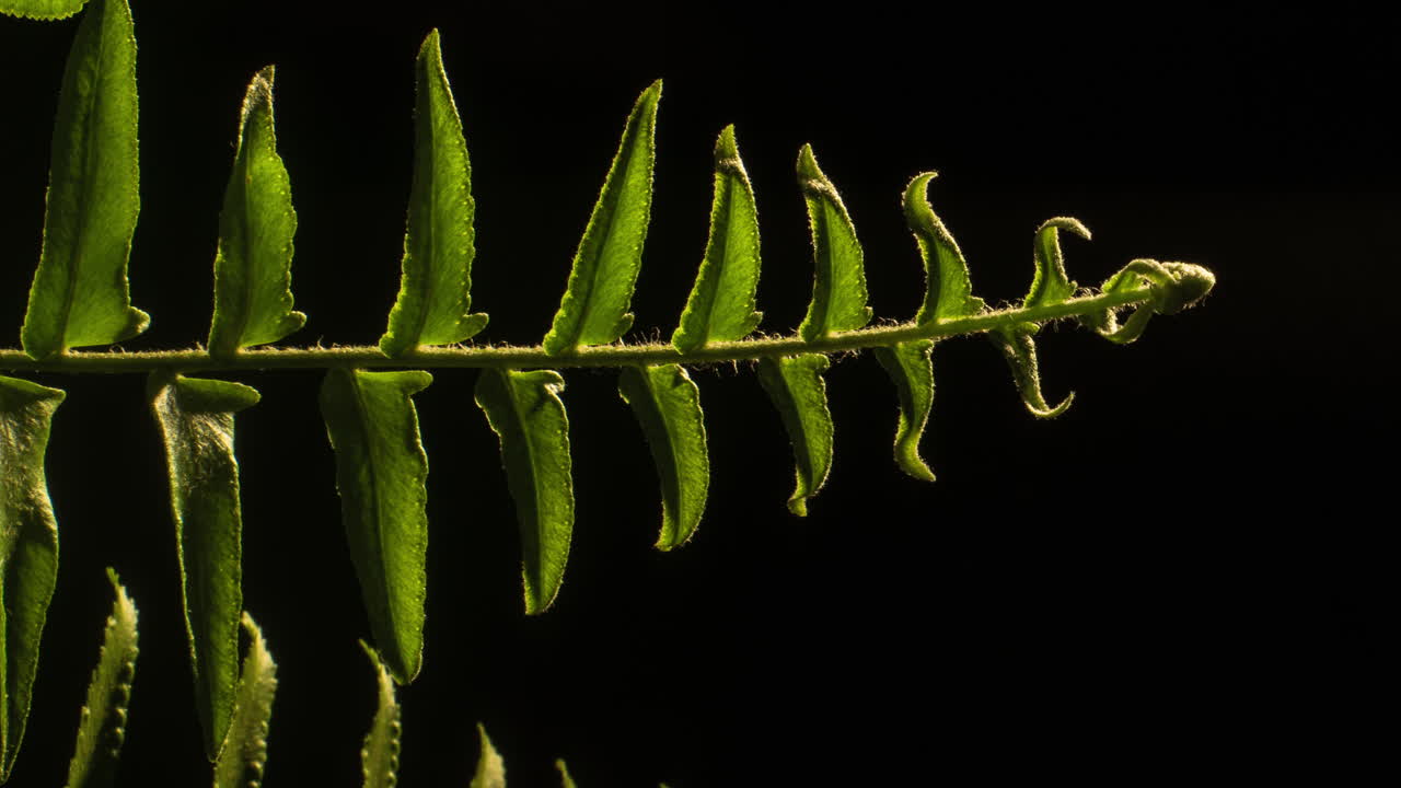 Fern unfurl grow then wilt and flop - vertical