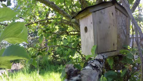 Blue-tit-landing-on-branch-by-nest-box-in-apple-tree-in-garden,-Scotland