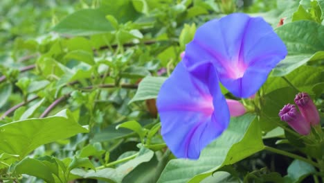 Primer-Plano-De-La-Flor-Morada-De-La-Gloria-De-La-Mañana-Moviéndose-En-El-Viento