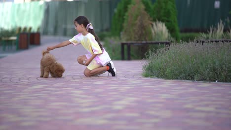 little dog with owner spend a day at the park playing and having fun.