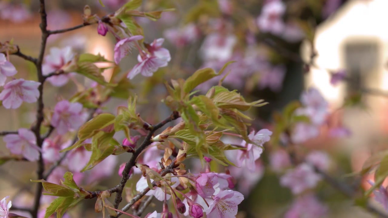 Close-up of pink sakura flowers and green leaves swaying gently in soft spring daylight.