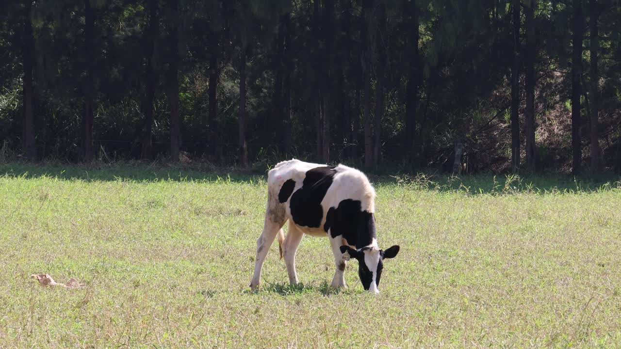 푸른 에서 평화롭게 먹이를 먹는 소