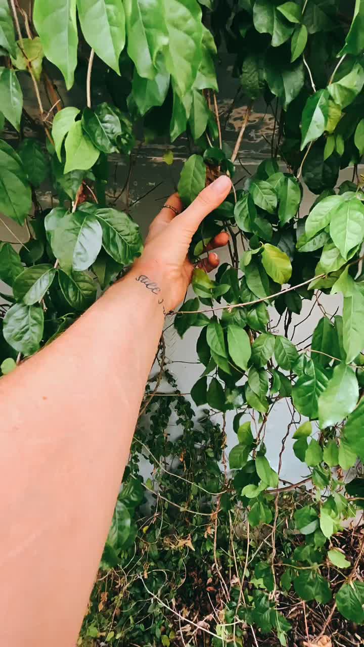 Woman's hand reaching for plant