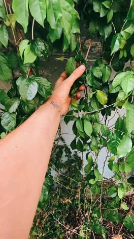 la mano de la mujer alcanzando la planta