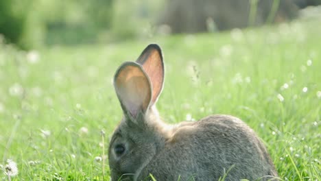 a rabbit in a green meadow