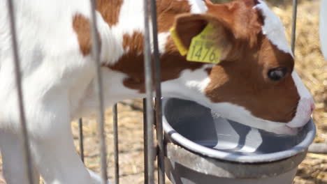 calf checking empty drinking bowl