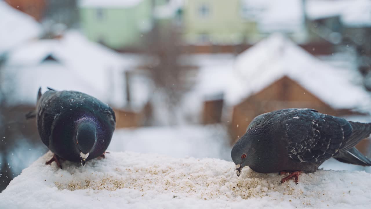 Pretty gray pigeons on the house in snowy winter eating bread. Hungry birds eating crumbs in the snow on the town background. Close-up