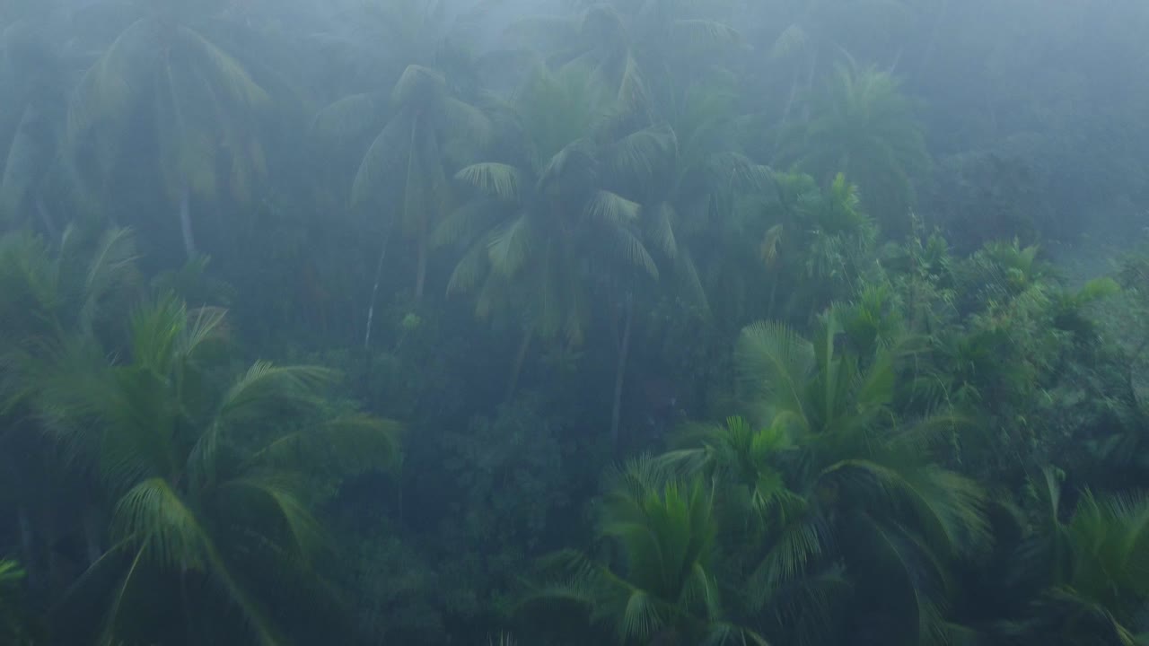 en invierno el bosque está envuelto en niebla