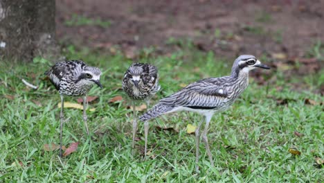 bush stone-curlews interacting in a grassy area