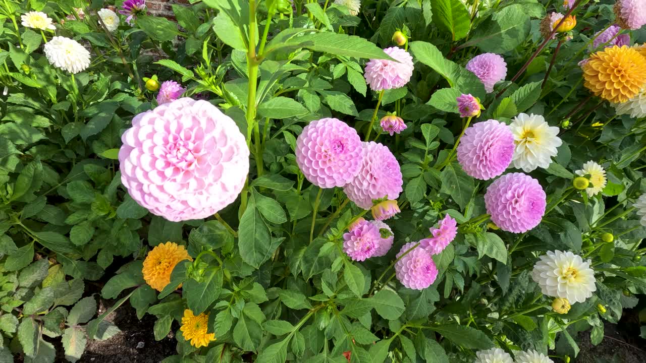 Camera slowly pans across vibrant pink, yellow, and white dahlia flowers in a lush botanical garden under bright natural daylight, capturing floral detail
