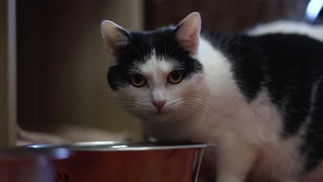 beautiful domestic cat eating its food and looking straight in to the camera