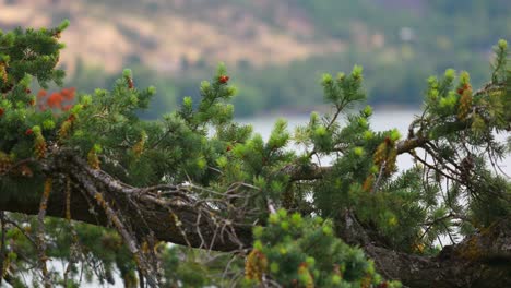 Lying-Spruce-Branch-With-Green-Needle-Foliage-And-Cone-Seed-In-Blurred-Background