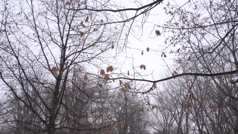 Nevando-En-Invierno-Crea-Un-Hermoso-Fondo-Con-Hojas-Muertas-En-Las-Ramas