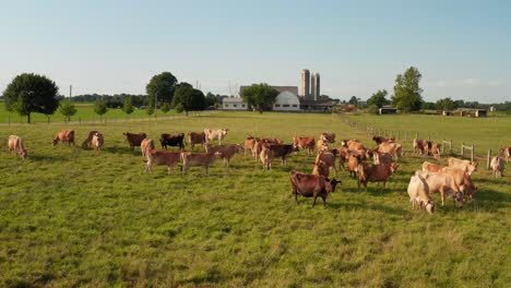 brown swiss and jersey cows in green meadow pasture at family farm in usa