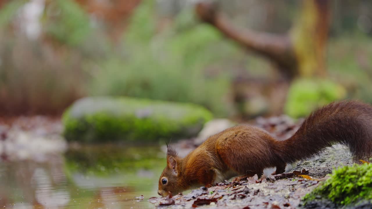 Red squirrel bounds forward in colorful forest, limbs extended mid leap, fast and focused