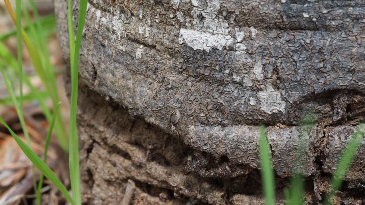 Peacock spider, Female Maratus pavonis