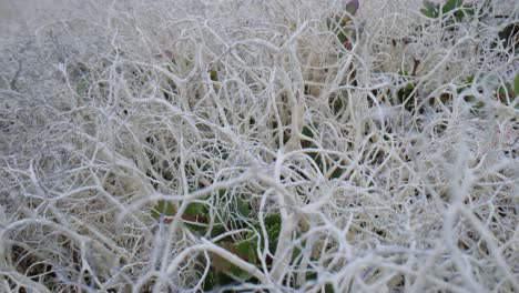 Arktischen-Tundra.-Schöne-Natur-Norwegen-Naturlandschaft.