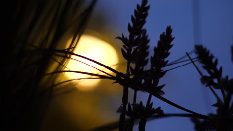 Verschwommene-Helle-Lichtquelle-Im-Dunkeln