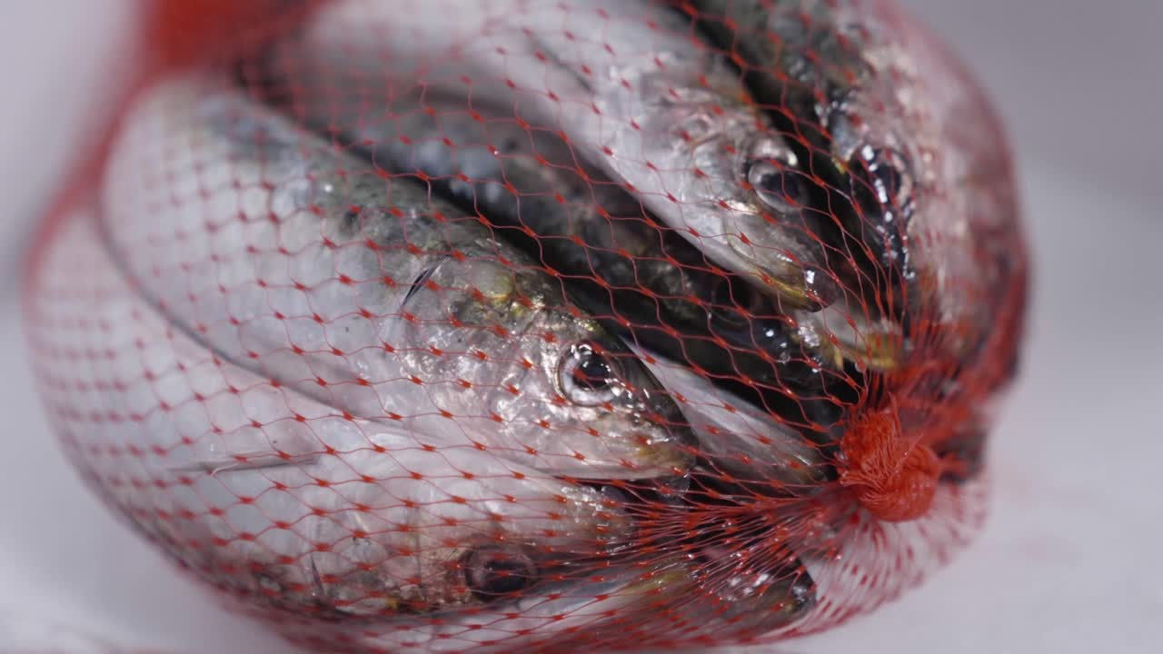 Static shot of fresh sardines neatly packed and prepared for sushi cooking, captured in 4K 120fps and exported to 60fps for high-quality detail.