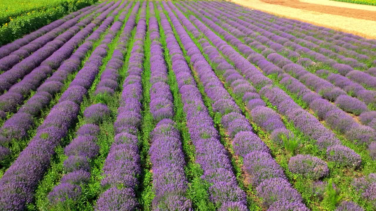 vista aérea de un campo de lavanda