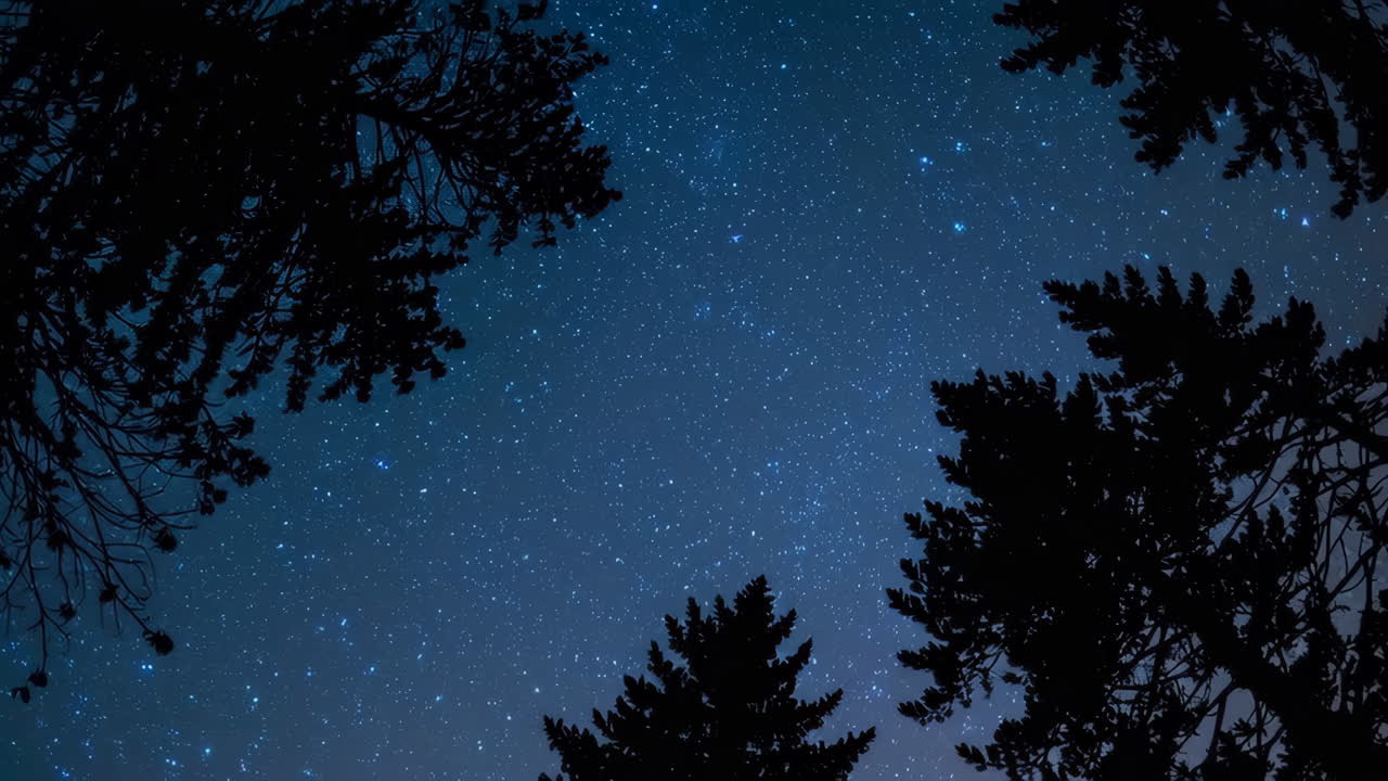 Starry Night Sky Through Trees