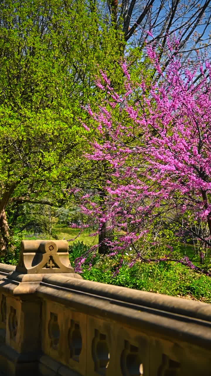 Pink blossoms in Central Park. Beautiful pink flowering tree in full bloom in Central Park, New York