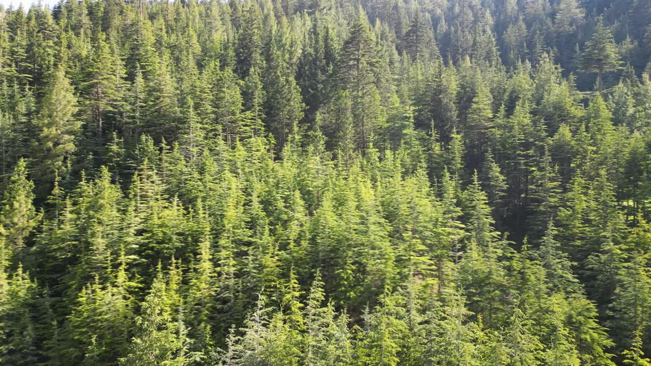 아프가니스탄의 숲