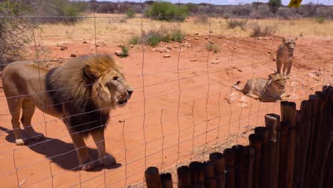 aggressive animals - angry lions interact with and scare tourists behind a wire fence in africa