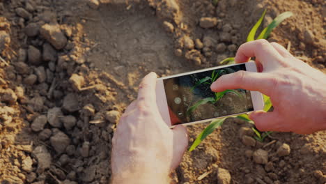 hands of a farmer who photographs green shoots on the field there is a screen with a picture of a sp