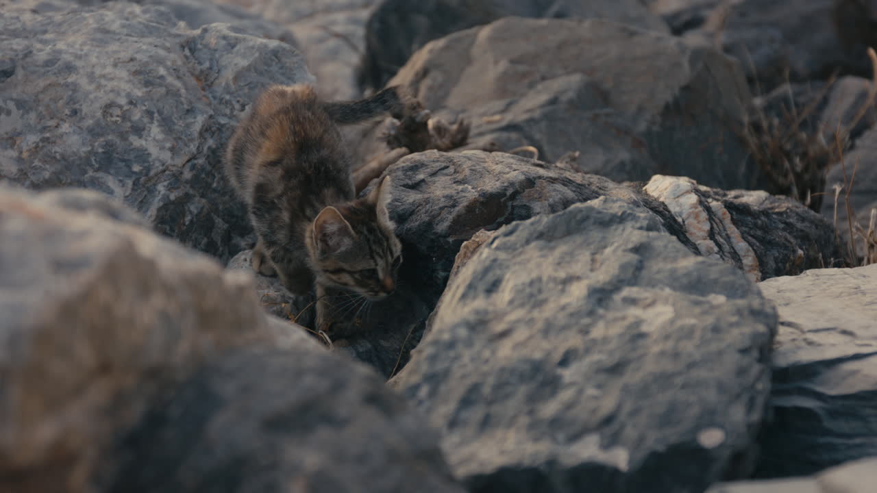 A small stray kitten carefully explores and climbs across rugged coastal rocks, focused and curious in soft natural daylight