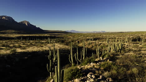 imágenes de drones volando cerca de un valle de cactus saguaro