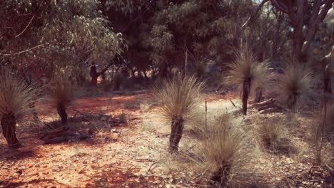 grass trees in an australian outback forest