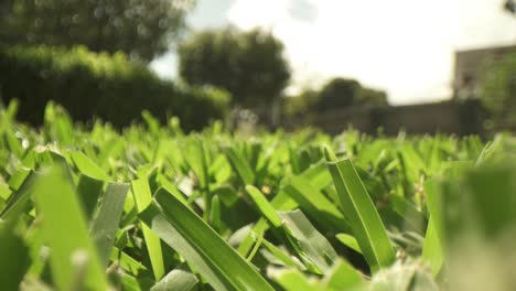 Macro-close-up-of-cleanly-cut-grass-in-foreground,-out-of-focus-lawn-mower-pushed-into-and-away-from-lens-as-well-as-side-to-side-at-a-far-distance-from-the-lens