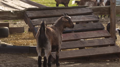 brown billy goat standing - looking around, from behind