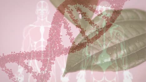 디지털 인체 모델과 분홍색 배경에 있는 잎 위에 dna 줄무의 애니메이션.