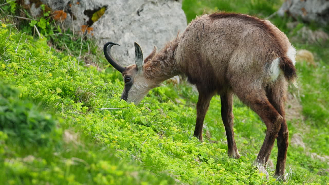 Wildlife encounter with ibex in Slovenia’s Julian Alps high pastures midsummer
