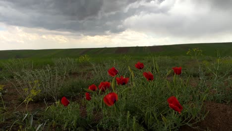 campo verde de la flor de amapola opium planta roja pintoresca maravillosa llanura amplia vista de panorámica notable atracción de la naturaleza especies florales naturales pastos en la temporada de primavera flores silvestres en irán oriente medio