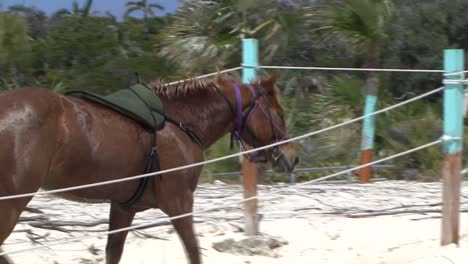 Caballo-En-La-Playa-De-Half-Moon-Cay-Island,-Bahamas