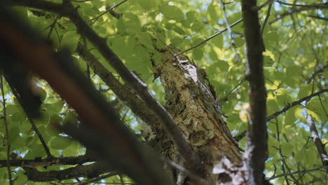 under view aged tree trunk shedding peeling bark while fresh leaves sprouting overhead, sun filtering through green canopy casting dappled light and shadow across textured wood and foliage