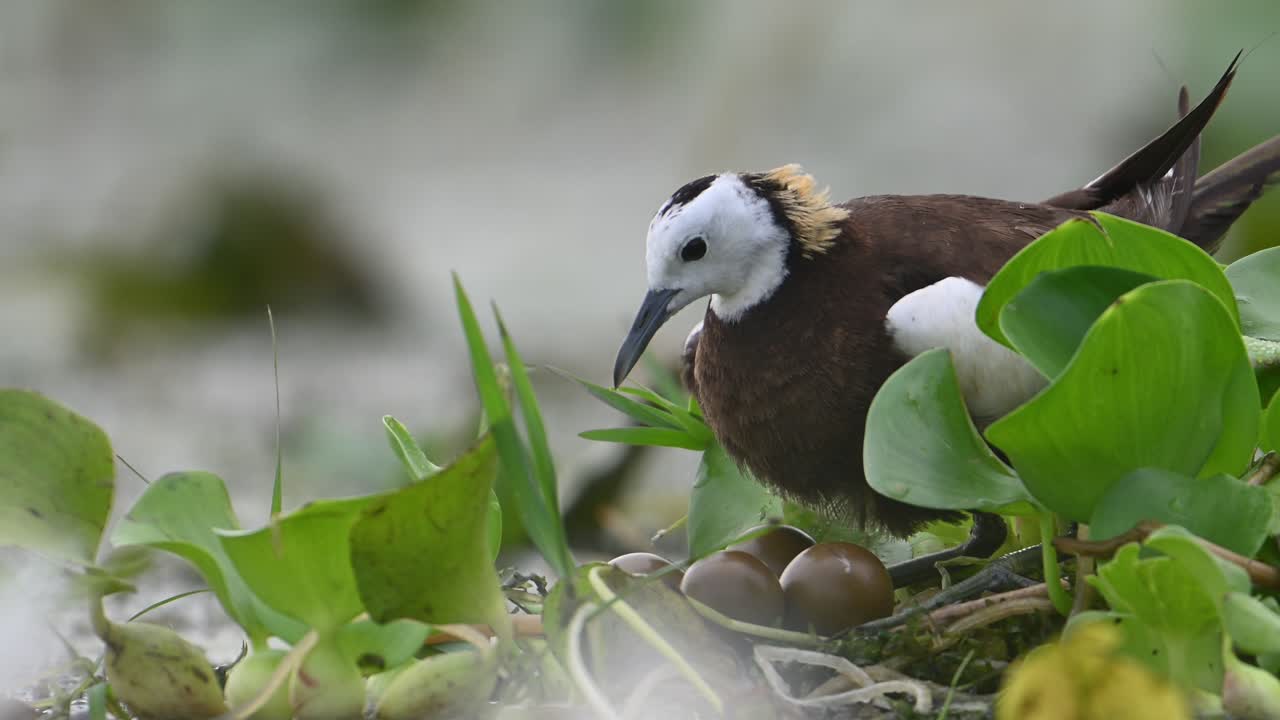 cerca de la jacana de cola de faisán sentada en los huevos