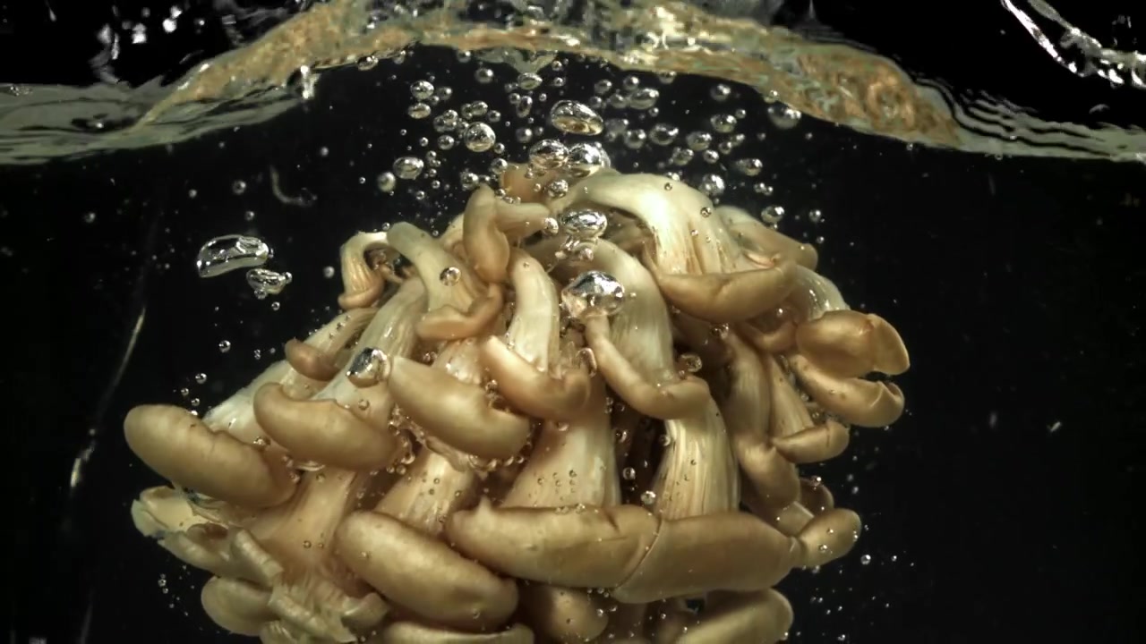 Setas ostra frescas cayendo al agua con salpicaduras y burbujas.