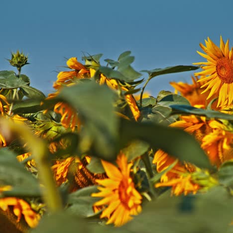 flores de un girasol en el sol de la tarde