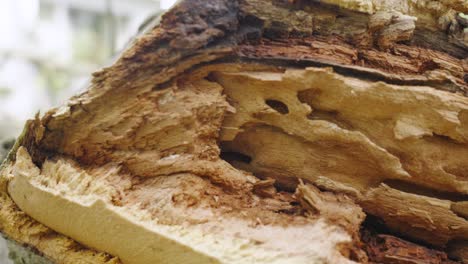 Close-up-of-rotted-wood-off-a-fallen-Oak-limb-in-Summer