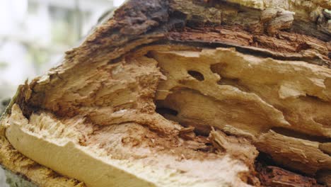 cerca de la madera podrida de una rama de roble caída en verano