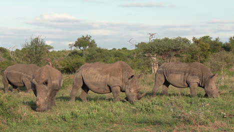 wide shot of a crash of rhino grazing together