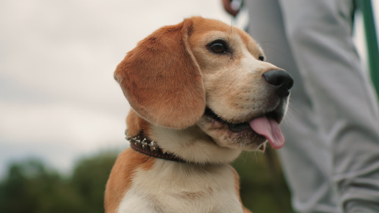 Sky view of australian cattle dog with mouth open panting joyfully standing on platform with owner behind holding tether leash under cloudy sky showcasing energetic bond between dog and trainer