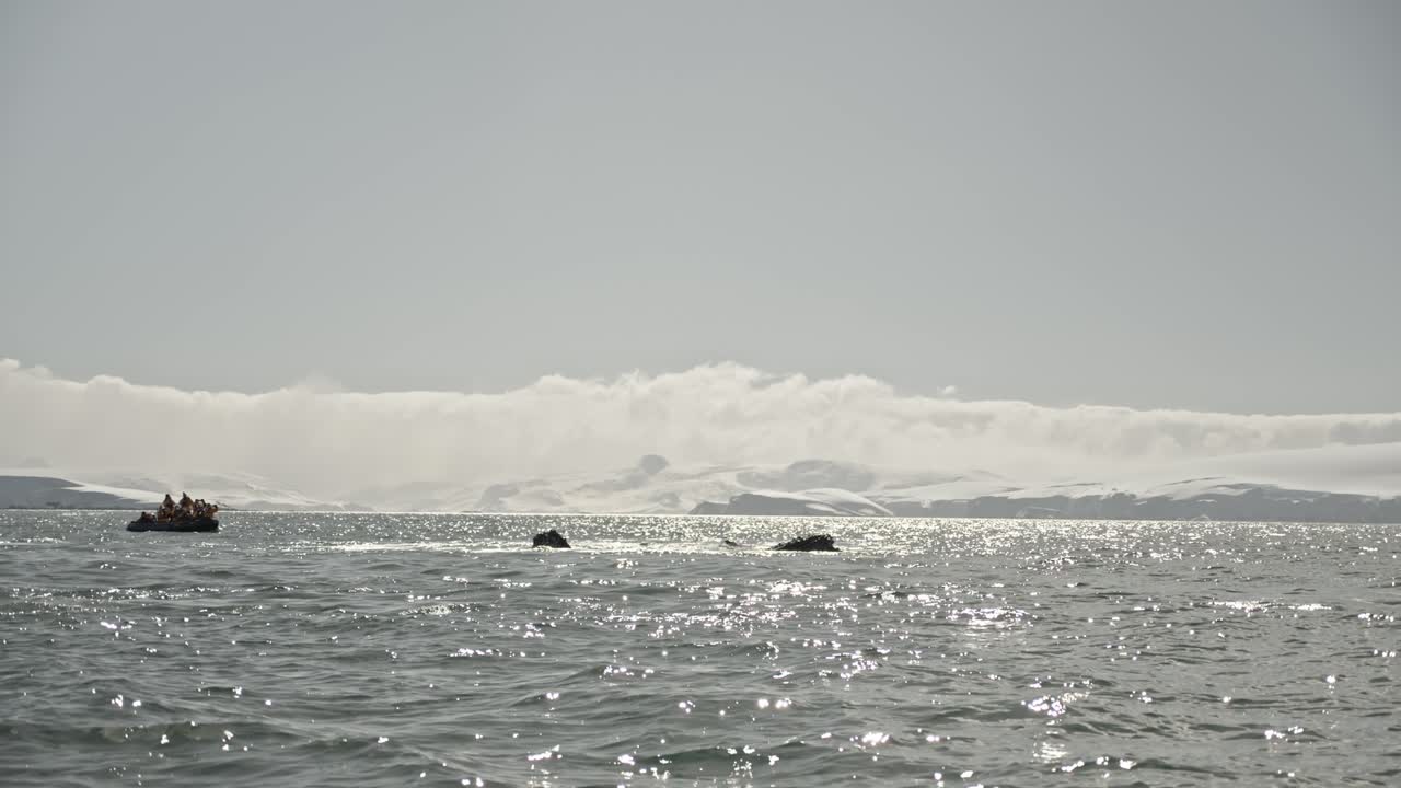 ⁇ 어리 고래 들 의 무리 가 관광객 들 이 있는 보트 에 매우 가까운 곳 에서 먹이 를 찾고 있다