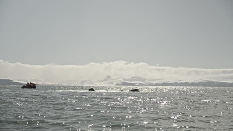 Group-pod-of-humpback-whales-lunge-feeding-foraging-very-close-to-a-boat-with-tourists