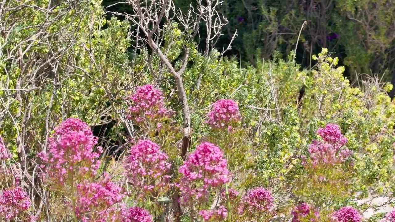 Fiori di valeriana rosa ondeggiano dolcemente sotto la luce intensa del sole, su uno sfondo di rigogliosa macchia verde.