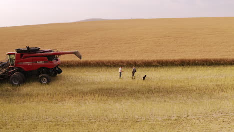 granjeros inspeccionando tallos de canola recién cortados en tierras de cultivo con perro, cosechadora, antena